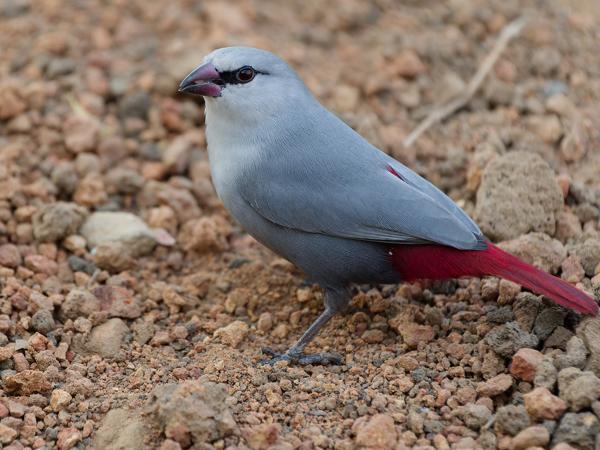 <h3><a href="/trips/gambia/biota/animalia/chordata/aves/040 passeriformes/115 estrildidae/estrilda caerulescens/estrilda caerulescens-nl.html">Estrilda&nbsp;caerulescens</a> / Lavender&nbsp;waxbill / Lavendelastrild</h3>OM-1 Mark II met OLYMPUS M.150-400mm F4.5, 1/2000 sec  bij F4.5, ISO 5000, afstand 3.27&nbsp;m